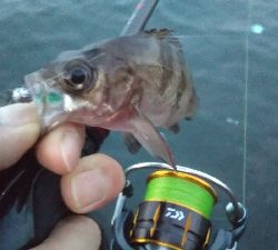 コメバルパーティー