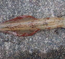 朝マズメヤリイカ狙い