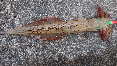 朝マズメヤリイカ狙い