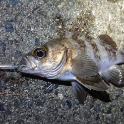 仕事終わりメバリング