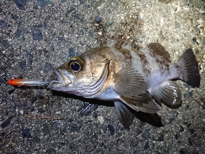 仕事終わりメバリング