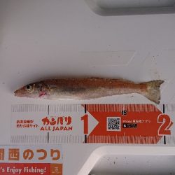 カレイ狙い、他