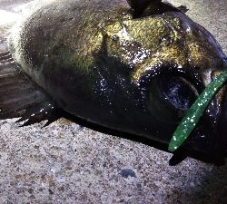 釣れる時は釣れる