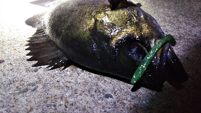 釣れる時は釣れる