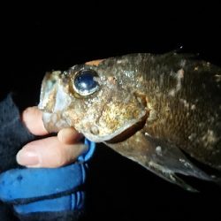 ちょこっとメバリング