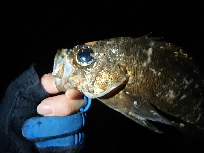 ちょこっとメバリング