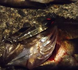 予想的中ヤッホー