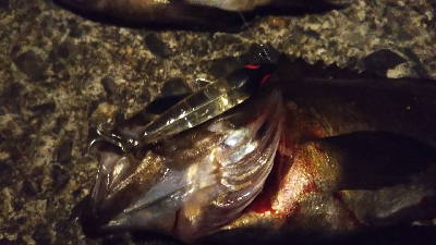 予想的中ヤッホー