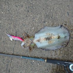 雨の中のシャクり