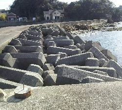 ヒラスズキゲット！