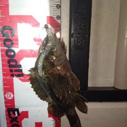 サイズが、伸びず