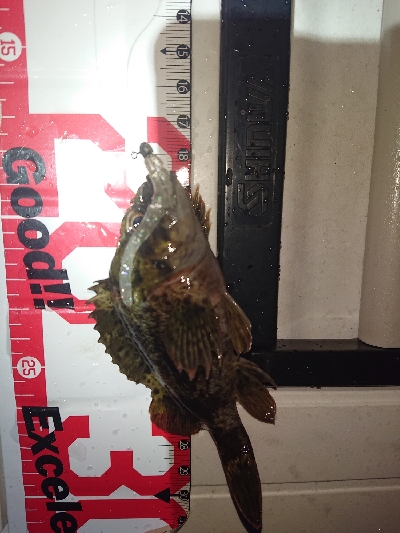 サイズが、伸びず