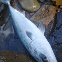 北西爆風サラシの中から飛び出したのは