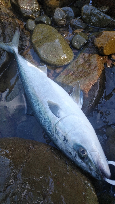 北西爆風サラシの中から飛び出したのは