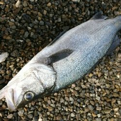 朝マズメから昼過ぎまでかかったヒラスズキ！！