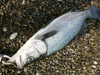 朝マズメから昼過ぎまでかかったヒラスズキ！！