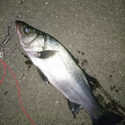 夜ヒラスズキ激渋の1本ゲット!!