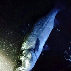 今年は厳しいヒラスズキ釣り！