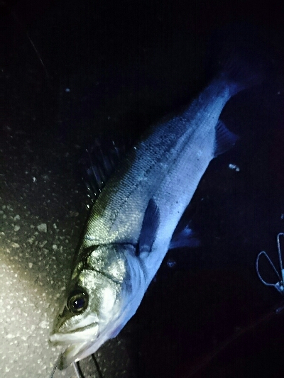 今年は厳しいヒラスズキ釣り！