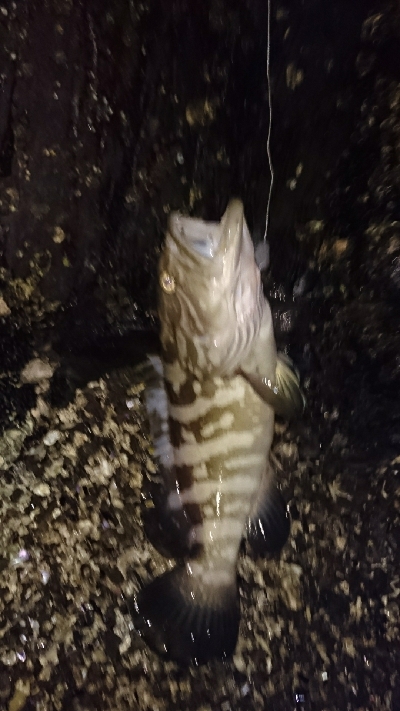 春一番のマグエ❗