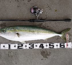 今年初青物！！