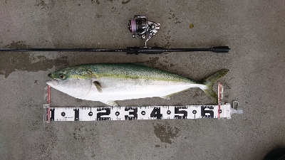 今年初青物！！