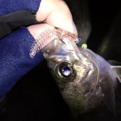 ナイトメバリング