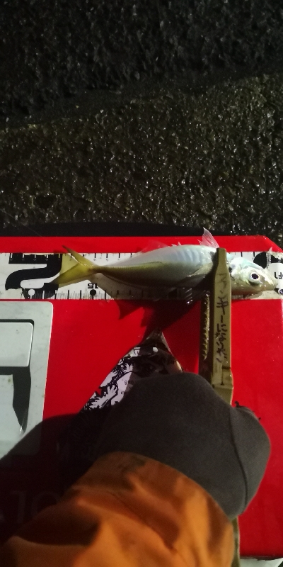 アジング 練習 119