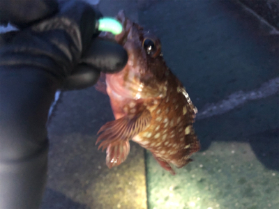 アジングからのガシリング