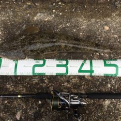 青物 不発からの安定のコチさん