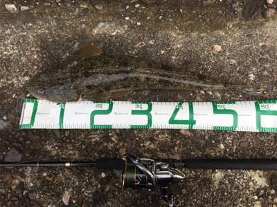 青物 不発からの安定のコチさん