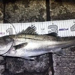 シーバス＆サワラ