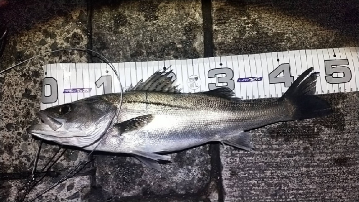 シーバス＆サワラ