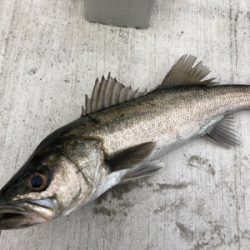 朝からエビ撒き 渋い状態