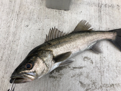 朝からエビ撒き 渋い状態