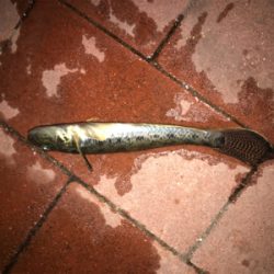 豊洲ぐるり公園ぶっこみでシーバス