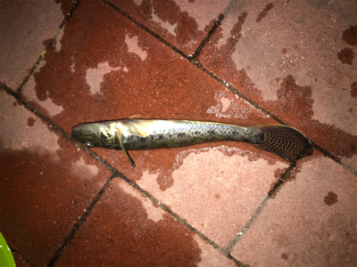 豊洲ぐるり公園ぶっこみでシーバス