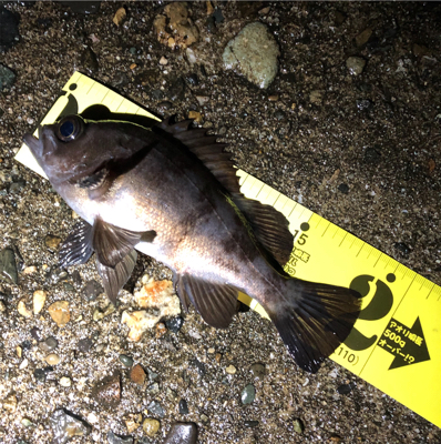 雨の中見つけた☆GUNNING-STYLE…