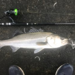 久々デイシーバス