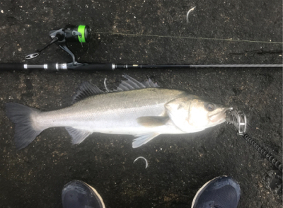 久々デイシーバス