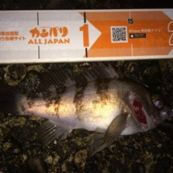 メバルプラグ好調です