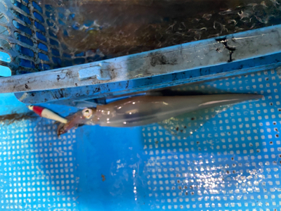 今年初イカメタルはヤリイカ