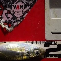 アジング 練習 120