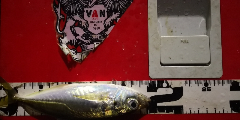 アジング 練習 120