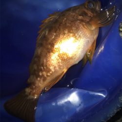 暇つぶしくらいは…