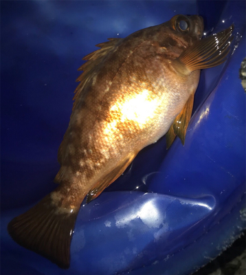 暇つぶしくらいは…