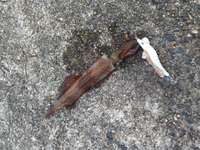 ヤリイカリベンジ