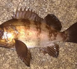 メバリング1855〜1930