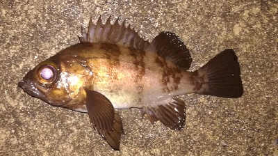 メバリング1855〜1930