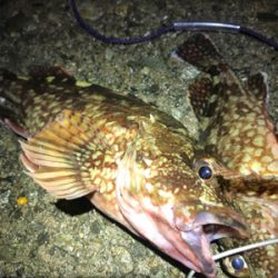 尺アラカブを求めて！